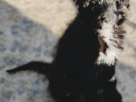 Pudel - Australian Shepherd Mix Welpen