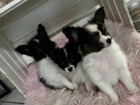 Papillons auf der Suche nach neuen Abenteuern