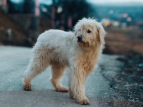 Lumi sucht seinen besten Freund!