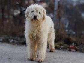 Lumi sucht seinen besten Freund!