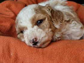 Pudel Zwerg (medium) Harlequin Welpen Abricot-Weiss