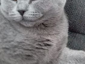 Süßen BKH Kitten zu verkaufen