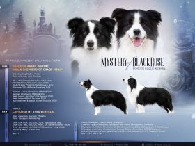 Border collie Welpen ( Showlinie)