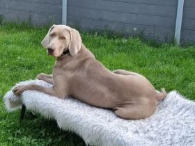 Deckrüde Weimaraner