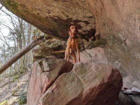 Wurfankündigung reinrassige Magyar Vizsla kurzhaar