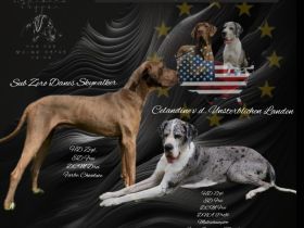 Wurfankündigung Februar 2024