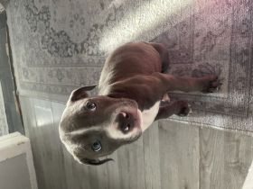 American staffordshire Terrier blueline