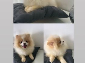 Verkaufe Pomeranian