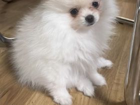 Zwergspitz pomeranian Rüde + Hundebett, Zelt, spielzeuge und futter