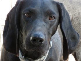 Ziggy 4, männlicher Hound-Mix