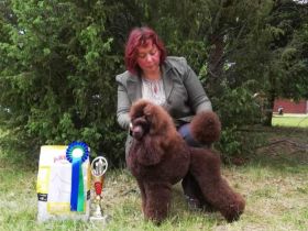 Braune Mittel-Pudel Mädchen sind eine wunderbare Paarung
