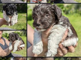 Schecken Schnauzer vom Gespensterwald