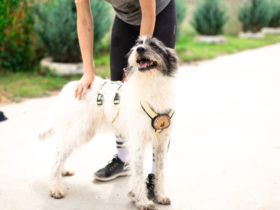 Süße Charly bereits über 2 Jahre. Sie sucht eine eigene Familie!