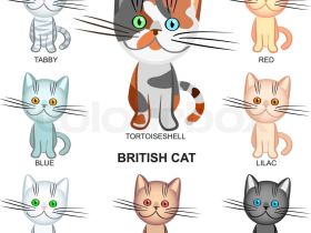 Suche BKH tabby Kitten Mädchen