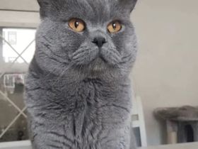 Markanter, erfahrener BKH Deckkater BG B