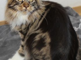 Battle Creek, Maine Coon Zucht seit 24 Jahren.