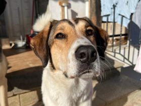 Intelligente und wunderschöne Karmen