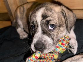 Süße Mischling Hunde Welpen