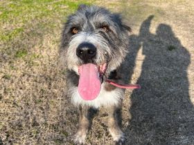 Liebenswerter Pierro sucht ein Zuhause