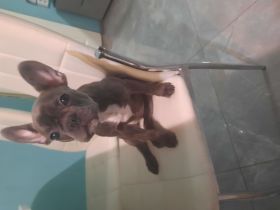 Französische Bulldogge