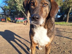 Toller Rüde Samu möchte die Welt entdecken