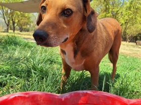 Süße Hündin Sandy