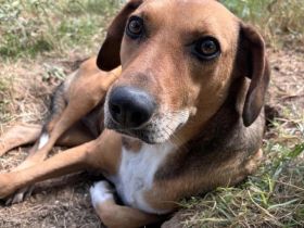 Sanfte Hündin Sandy