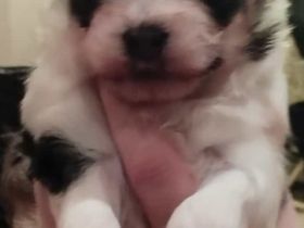 Biewer Jorkshire Terrier Malteser Mix