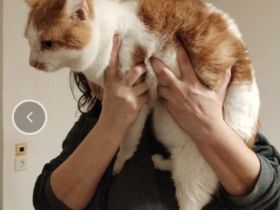 Geben unsere Katzen und Kater in gute Hände