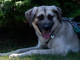 Schlappöhrchen ELOY sucht seine Lieblingsmenschen!