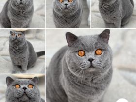 Britisch Kurzhaar- Reinrassig