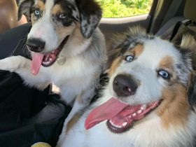 2 Rüden in black tri 1reserviert