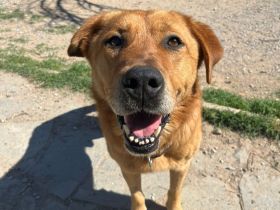 Süßer, menschenfreundlicher Micquel