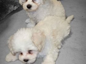 Malteser welpen Junge