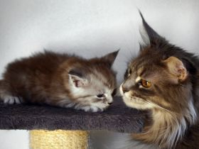 Maine Coon Kitten mit Stammbaum aus alten Linien