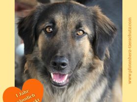 Poc sucht sein Zuhause