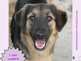 Pic sucht ihr Zuhause