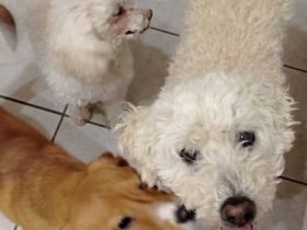 Kleine familiäre Hundepension hat in 2024 noch Buchungstermine frei