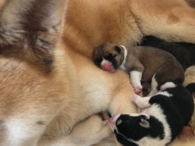 American-Akita Welpen