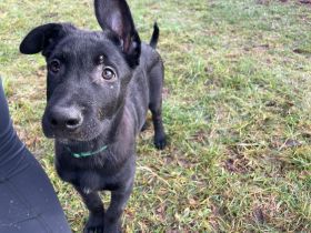 Belgisch Holländische Schäferhundwelpen