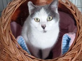 Minnie, FIV und FelV positiv