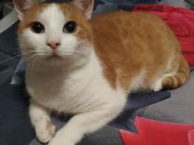 Jaru, FIV und FelV positiv