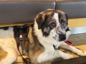 Picasso sucht ein neues Zuhause