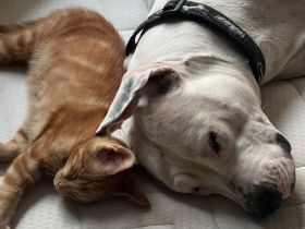 Dogo Argentino Hündin