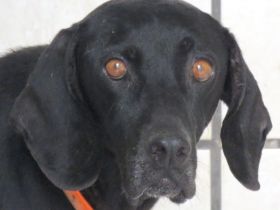 Mommy, weiblicher Hound-Labrador-Mix (zur Pflege in 28865 Lilienthal)