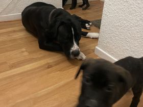 Schäferhund Welpen suchen zuhause! Finde dein Freund fürs Leben