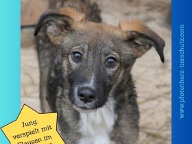 Liebevolles Zuhause für THEO gesucht