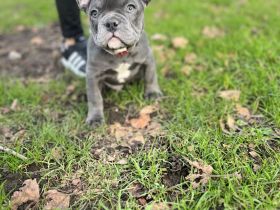 Französische Bulldog Welpen