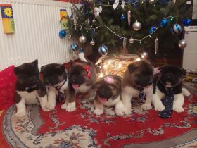 AMERIČKA AKITA ŠTENCI SA RODOVNICOM