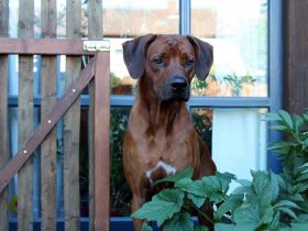 Rhodesian Ridgeback Deckrüde ridgefest
